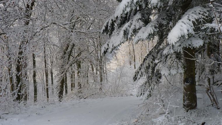 Ein verschneiter Waldweg mit schneebedeckten Bäumen. Die Landschaft strahlt Ruhe und Kälte aus.
