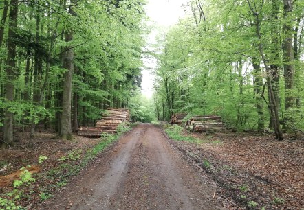 Wald, &copy; Deutsch-Luxemburgische Tourist-Information