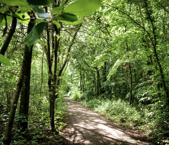 Un &eacute;troit chemin forestier serpente &agrave; travers une for&ecirc;t dense et verdoyante. La lumi&egrave;re du soleil traverse les feuilles et cr&eacute;e un jeu vivant d'ombre et de lumi&egrave;re., &copy; TI Bitburger Land
