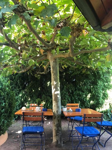 Ein einladender Außenbereich mit einem großen Baum und einem Tisch. Um den Tisch stehen blaue Stühle, umgeben von üppigem Grün.