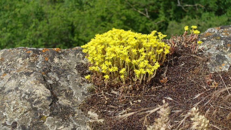 Eine Gruppe von gelben Blumen wächst auf einem Felsen. Im Hintergrund sind grüne Bäume sichtbar.
