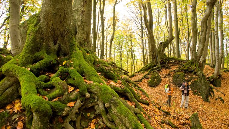 Herbstlicher Buchenwald mit Moos und Wanderern am Eifelsteig.