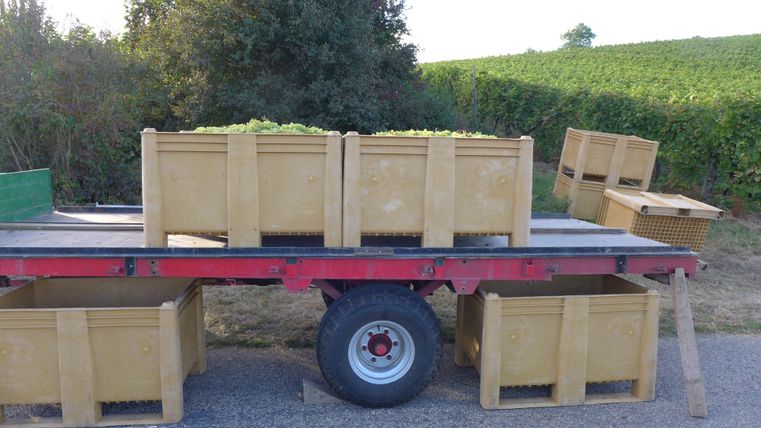 Ein Wagen mit großen kistenförmigen Behältern steht auf einem Weg in einem Weinbaugebiet. Im Hintergrund sind Weinreben und eine grüne Landschaft zu sehen.