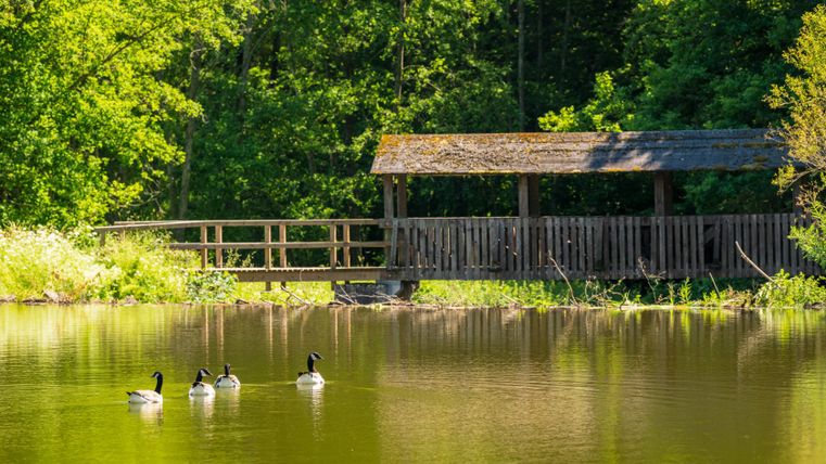 Vier Gänse schwimmen auf einem Teich vor einem hölzernen Steg im Grünen.