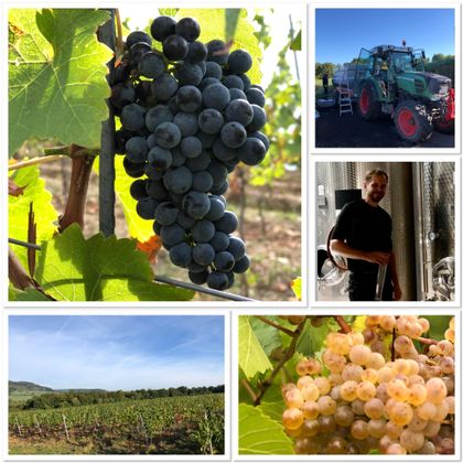 Eine Sammlung von Bildern aus einem Weinbaugebiet. Es sind Trauben, ein Traktor, ein Winzer und Weinberge zu sehen.