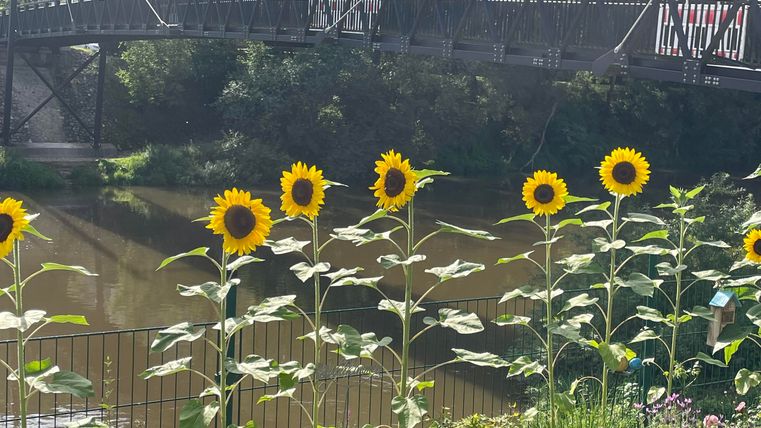 Eine Reihe von Sonnenblumen stehen vor einem Fluss und einer Hängebrücke. Im Hintergrund sind grüne Bäume und eine ruhige Landschaft zu sehen.