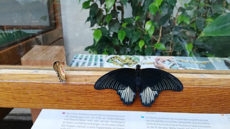 Ein Schmetterling mit schwarzem Flügelmuster sitzt auf einem Holztisch. Im Hintergrund sind grüne Pflanzen sichtbar.