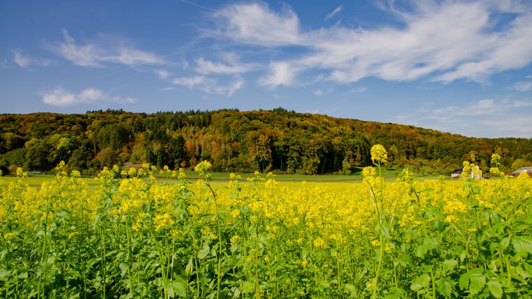 Blick auf ein gelbes Blumenfeld vor einem bewaldeten Hügel unter blauem Himmel.