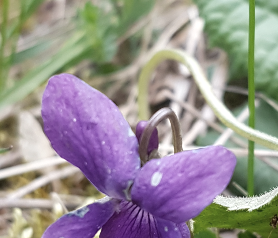 Wald - Thai Chi, &copy; Marlies Gerten-Briel