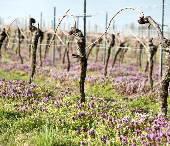 Vineyards, © RLP-Dominik Ketz