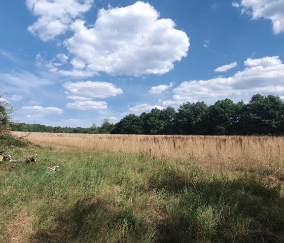 Igel 1, &copy; Nicole Zimmer