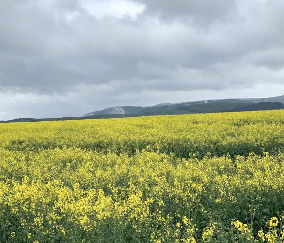 Schilzenburg 12, &copy; Nicole Zimmer