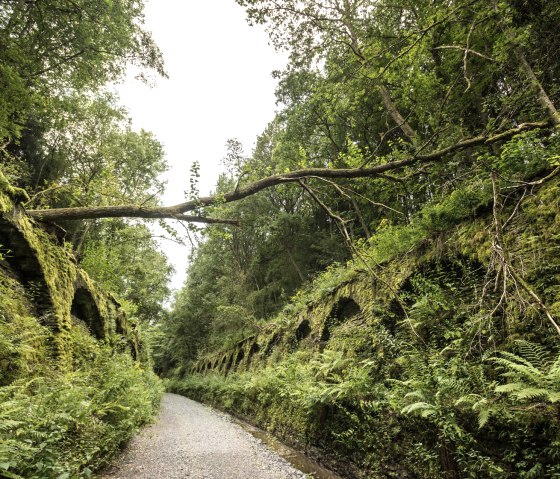 Un tunnel couvert de v&eacute;g&eacute;tation sur la Vennbahn, entour&eacute; d'une verdure luxuriante. Un arbre tomb&eacute; en travers du tunnel., &copy; vennbahn.eu