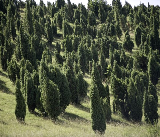 Lampertstal juniper reserve. The largest contiguous juniper area in NRW, &copy; Rheinland-Pfalz Tourismus/D. Ketz