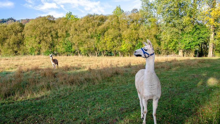 Zwei Lamas auf einer Wiese vor einem Wald.