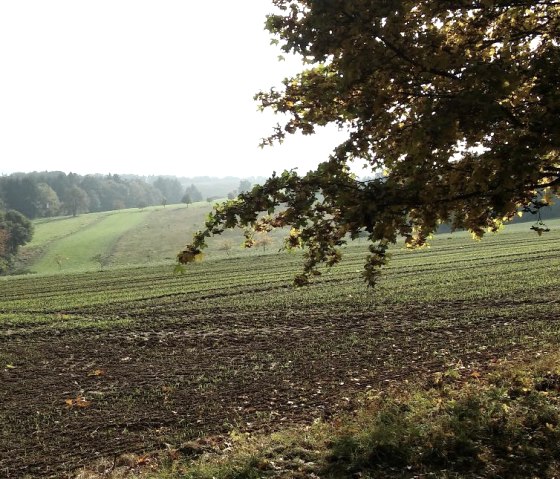 Aussicht Rodt, &copy; Deutsch Luxemburgische Tourist Info