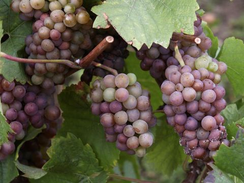 Verschiedene Trauben in lila und grün, die an einem Weinstock hängen. Die Blätter sind grün und gesund.