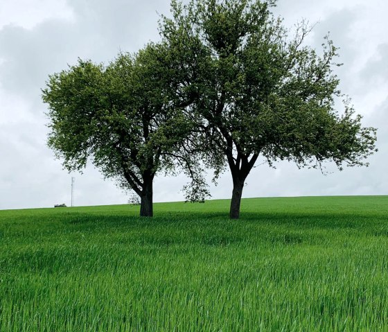 Schilzenburg 12, &copy; Nicole Zimmer