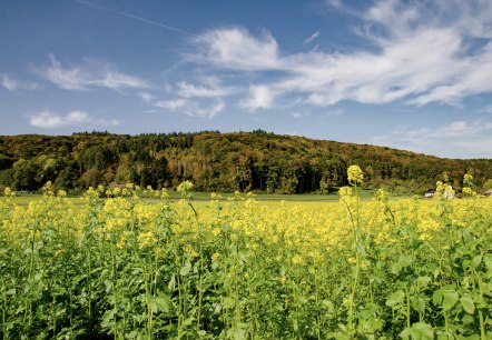 Gelbes Blumenfeld vor einem bewaldeten Hügel, blauer Himmel mit weißen Wolken. Malerische Landschaft am Wolsfelder Berg., © TI Bitburger Land