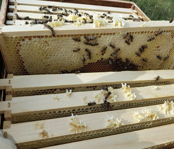 Bienen, &copy; Anne Hilker