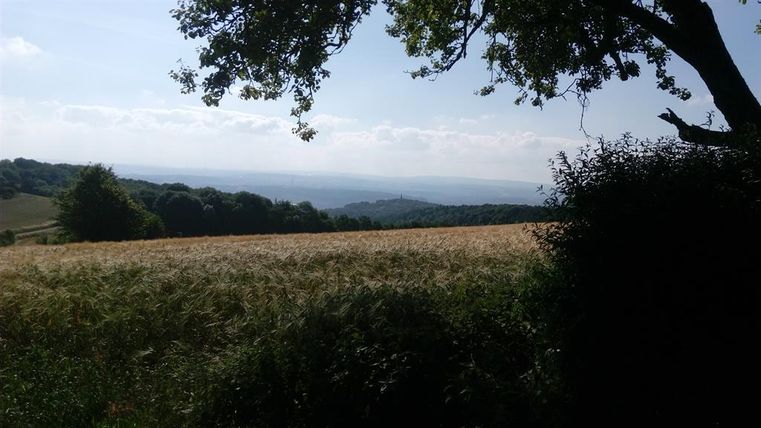 Eine weite Landschaft mit goldenem Feld und sanften Hügeln im Hintergrund. Der Himmel ist klar mit einigen Wolken.