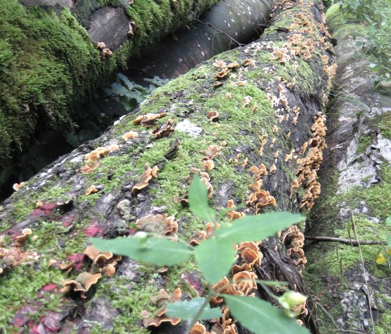 arbre2, &copy; Deutsch Luxemburgische Tourist Info