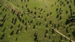 Luftaufnahme eines grünen Hügels mit verstreuten Bäumen und einem Pfad., © Eifel Tourismus GmbH, D. Ketz