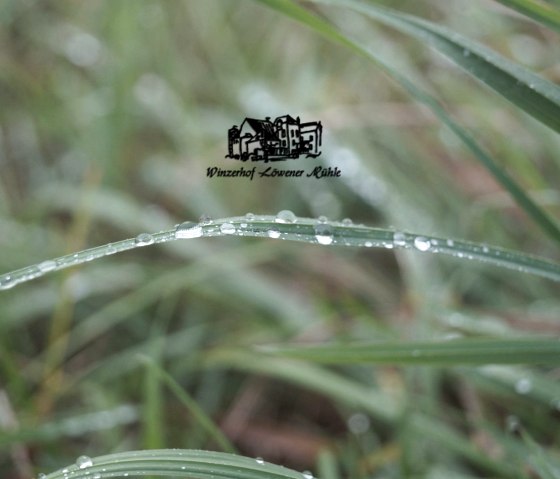 Winzerin trifft Käserin, © Vinofactur Löwener Mühle