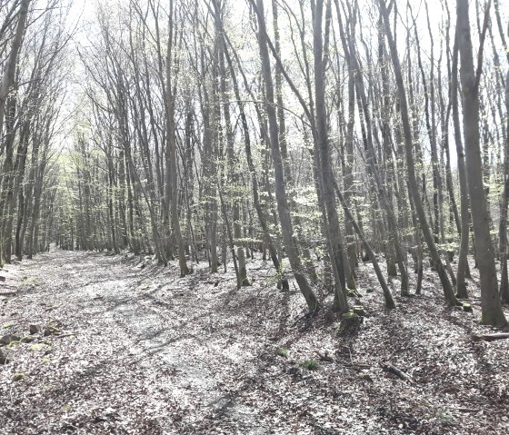 forêt, © Deutsch Luxemburgische Tourist Info