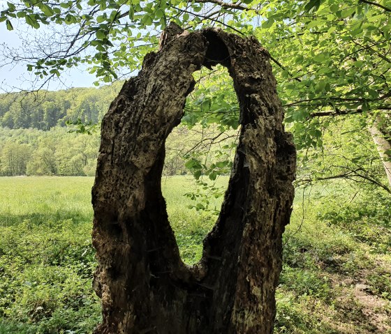 Un tronc d'arbre creux se trouve dans une forêt verdoyante. En arrière-plan, on voit une prairie et une colline boisée., © Tourist-Information Bitburger Land, Steffi Wagner