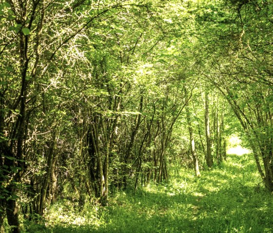 Groen bladerdak op de Eifelgold-route in het NaturWanderPark delux, © Eifel Tourismus GmbH, D. Ketz