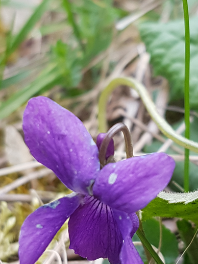 Eine lila Blume mit zarten Blütenblättern wächst im Gras. Umgeben von grünen Blättern und natürlichen Pflanzen.