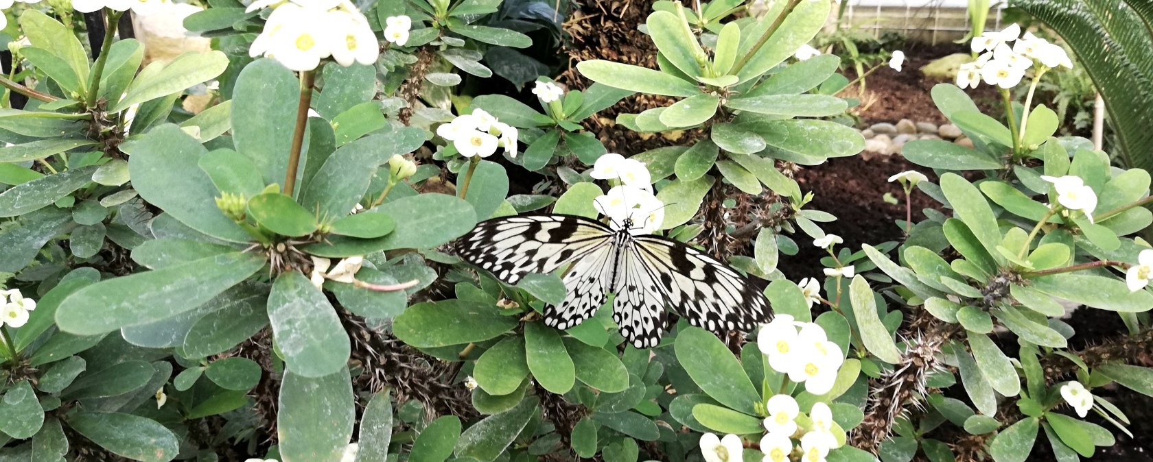 Schmetterling 2, © Deutsch-Luxemburgische Tourist-Information