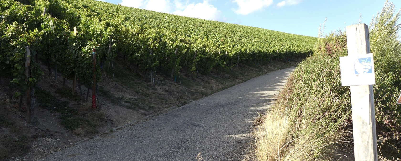 Vineyards, © Deutsch Luxemburgische Tourist Info