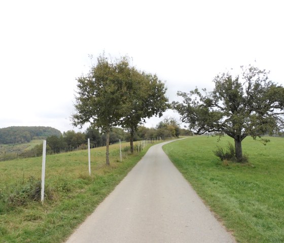 Hedgehog 5, © Nicole Zimmer