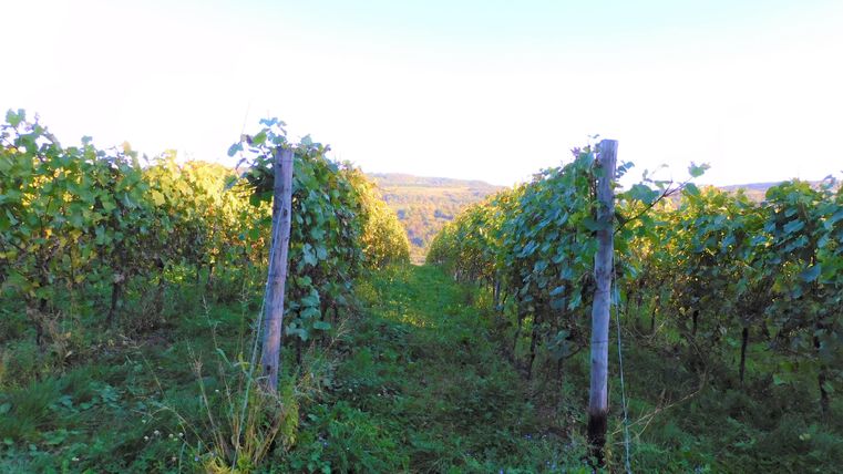 Ein malerisches Weinbaugebiet mit Reihen von Weinreben. Der Weg zwischen den Reben führt in die Ferne, umgeben von sanften Hügeln.