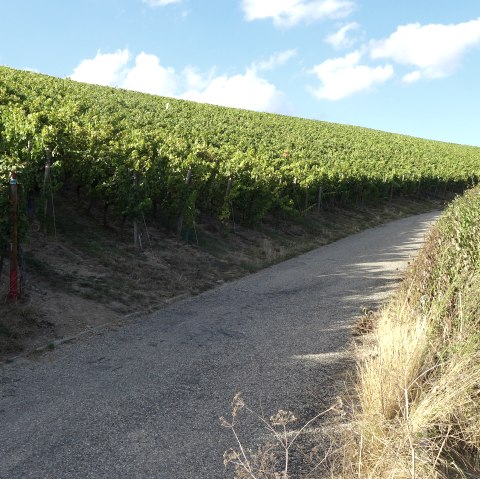 Weinberge, &copy; Deutsch Luxemburgisches Tourist Info