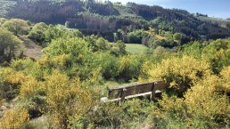 Ginsterbl&uuml;te im Irsental, &copy; Tourist-Information Islek, Ingrid Wirtzfeld