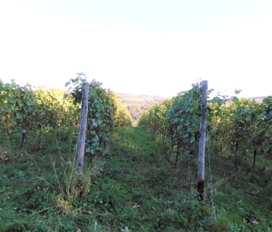 Weinberge, &copy; Nicole Zimmer