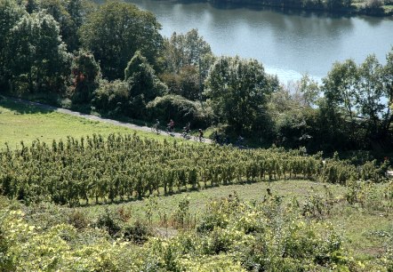 mosel-wein-kl, © Deutsch Luxemburgisches Tourist Info