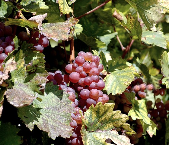 weinrebe, &copy; Deutsch Luxemburgischer Tourist Info