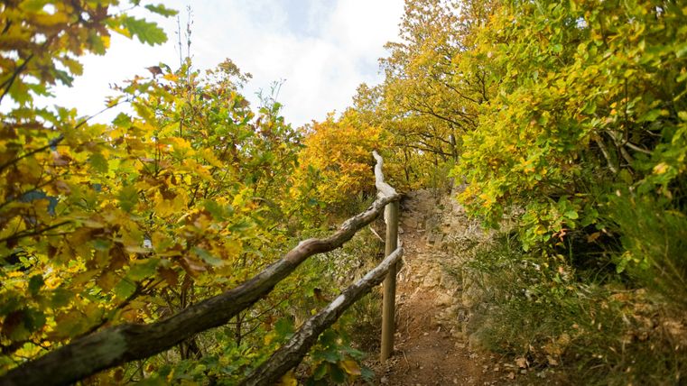 Ein schmaler Wanderweg mit Holzgeländer, umgeben von herbstlich gefärbten Bäumen.