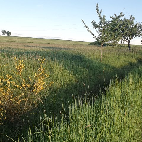 schönfelderhof 9, © RLP