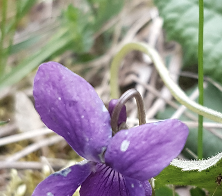 Wald - Thai Chi, &copy; Marlies Gerten-Briel