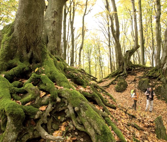 Een herfstig beukenbos met met mos bedekte wortels en twee wandelaars op een lommerrijk pad langs de Eifelsteig., © Rheinland-Pfalz Tourismus, D. Ketz