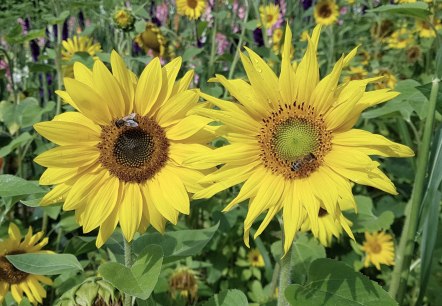 Blumen, &copy; Anne Hilker