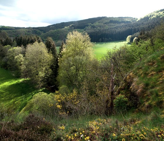 Eifelgoudroute, bremstruiken, © Naturpark Südeifel, Volker Teuschler