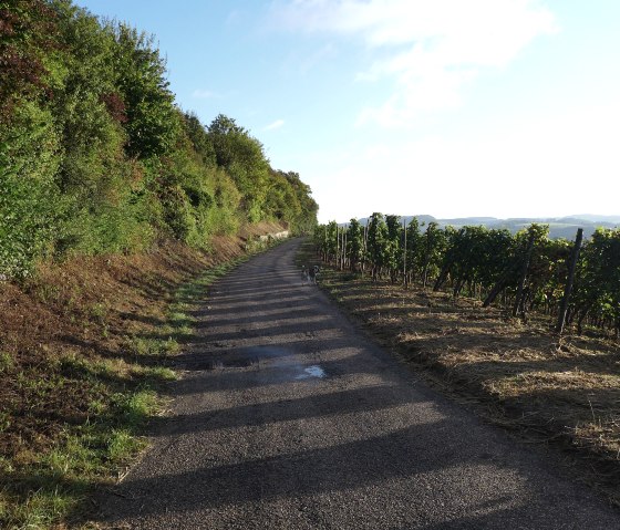 Vineyards, © Deutsch-Luxemburgische Tourist-Information
