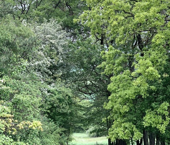 forest path Fusenich, &copy; Nicole Zimmer