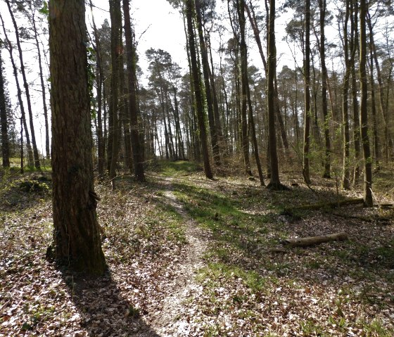 Forest Mesenich, &copy; Deutsch Luxemburgische Tourist Info
